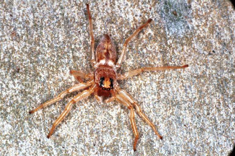 Arasia_mollicoma_RF0245_O_86_Emerald-Clermont_Australie.jpg