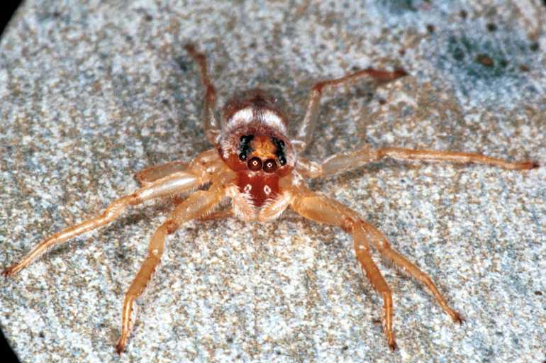 Arasia_mollicoma_RF0246_O_88_Emerald-Clermont_Australie.jpg