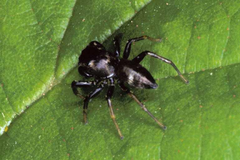 Bianor_aurocinctus_P0455_Z_75_-_Frankrijk.jpg
