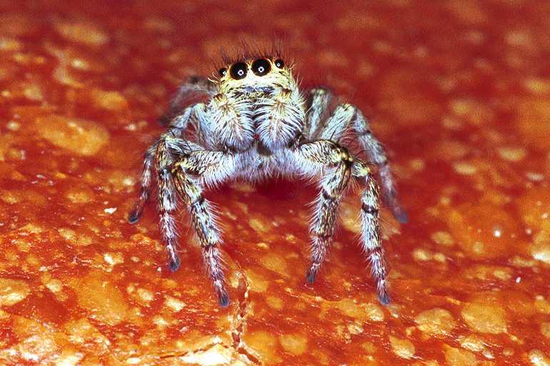 Carrhotus_xanthogramma_F1054_Z_82_Saint-Etienne-de-Gourgas_Frankrijk.jpg