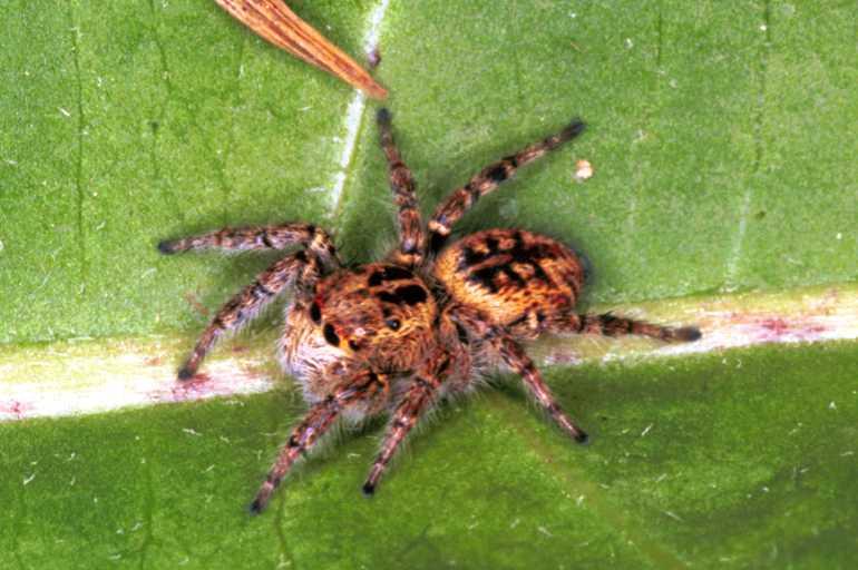 Carrhotus_xanthogramma_F1055_Z_82_Saint-Etienne-de-Gourgas_Frankrijk.jpg