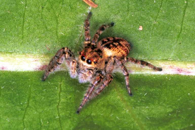 Carrhotus_xanthogramma_F1056_Z_76_Saint-Etienne-de-Gourgas_Frankrijk.jpg