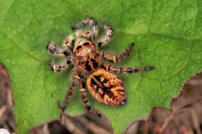 Carrhotus_xanthogramma_F1058_Z_82_Saint-Etienne-de-Gourgas_Frankrijk.jpg