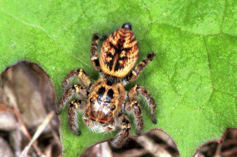 Carrhotus_xanthogramma_F1059_Z_84_Saint-Etienne-de-Gourgas_Frankrijk.jpg