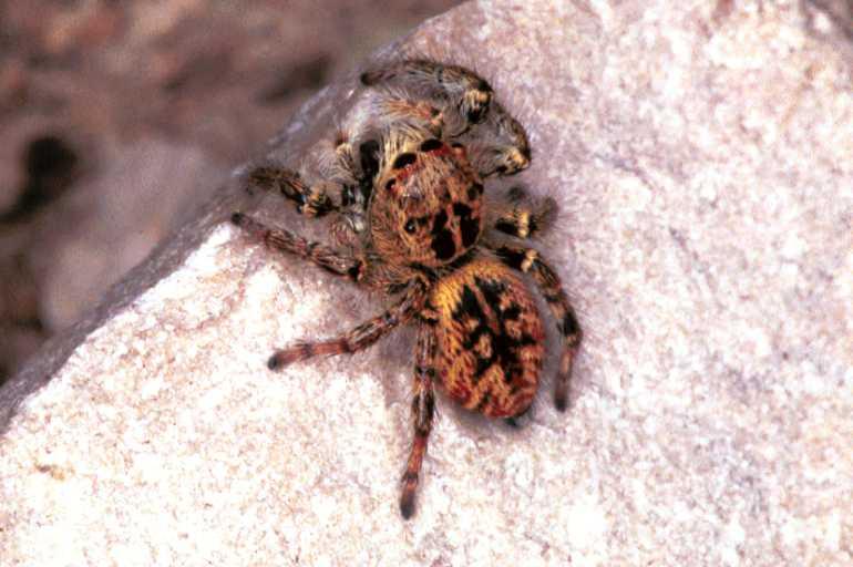 Carrhotus_xanthogramma_F1061_Z_88_Saint-Etienne-de-Gourgas_Frankrijk.jpg