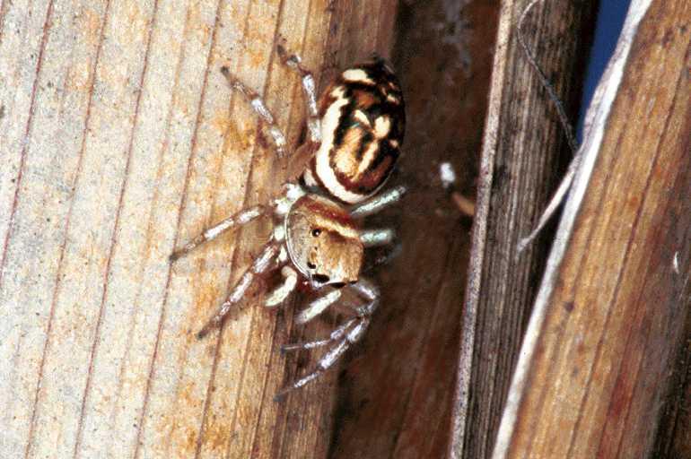 Cosmophasis_micans_F0654_Z_78_Collinsville_Australie.jpg