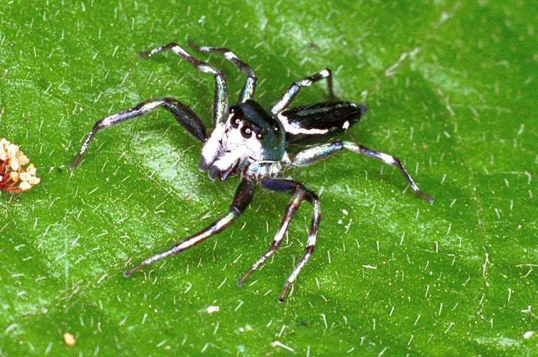 Cosmophasis_micans_F0822_Z_78_Giru_Australie.jpg