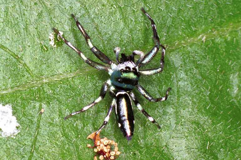 Cosmophasis_micans_F0823_Z_88_Giru_Australie.jpg