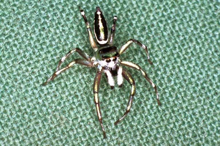 Cosmophasis_micans_F0825_Z_84_Giru_Australie.jpg