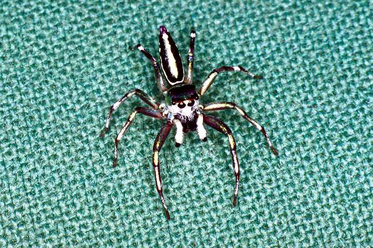 Cosmophasis_micans_F0828_Z_87_Giru_Australie.jpg