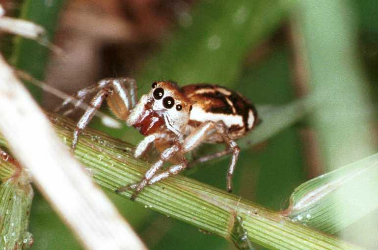 Cosmophasis_micans_RF0337_O_88_Giru_Australie.jpg