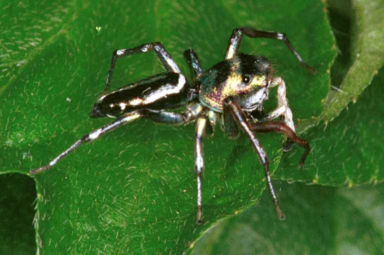 Cosmophasis_micans_RF0396_O_79_Giru_Australie.jpg