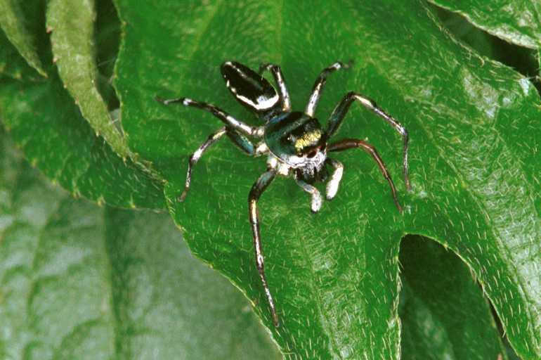Cosmophasis_micans_RF0397_O_79_Giru_Australie.jpg