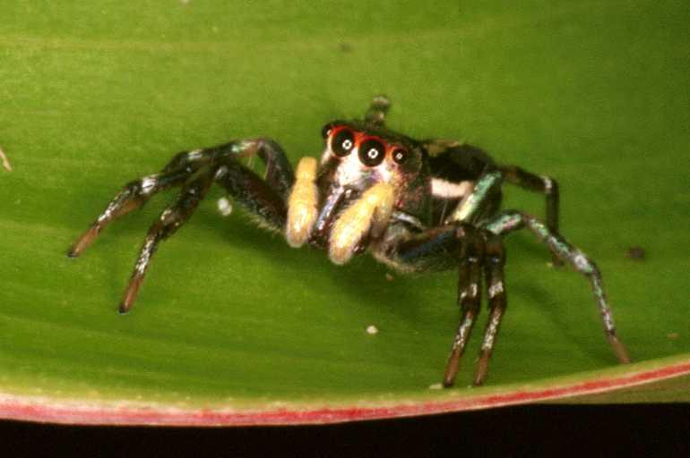 Cosmophasis_micans_RF0497_O_75_Daintree-Giru_Australie.jpg