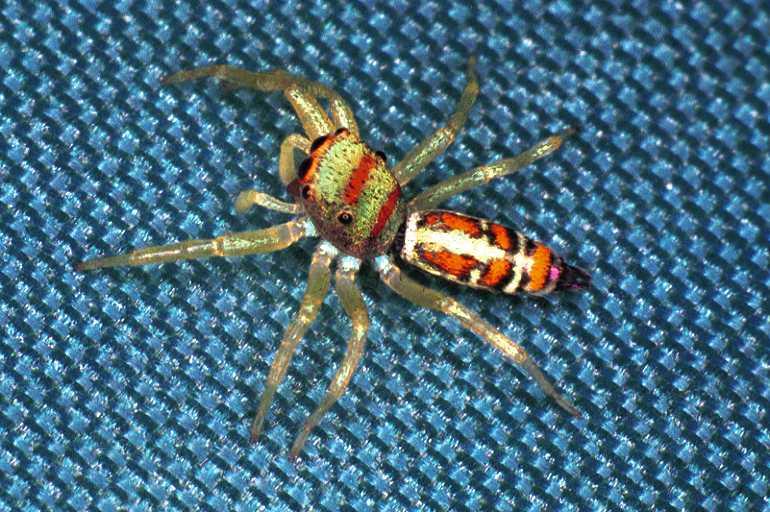 Cosmophasis_micarioides_F0793_Z_87_Daintree-Giru_Australie.jpg
