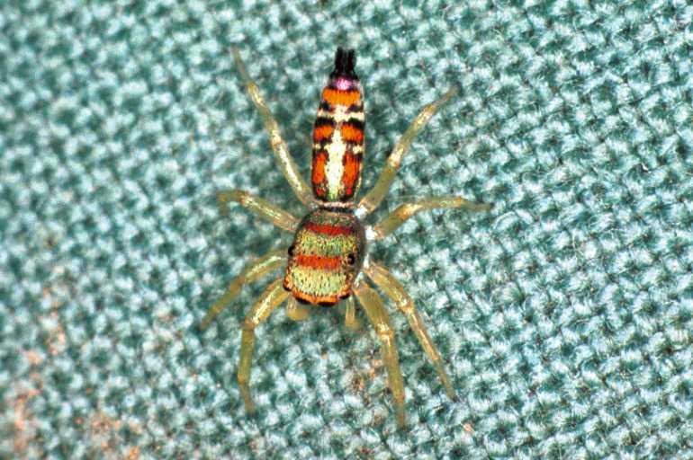 Cosmophasis_micarioides_F0795_Z_86_Daintree-Giru_Australie.jpg