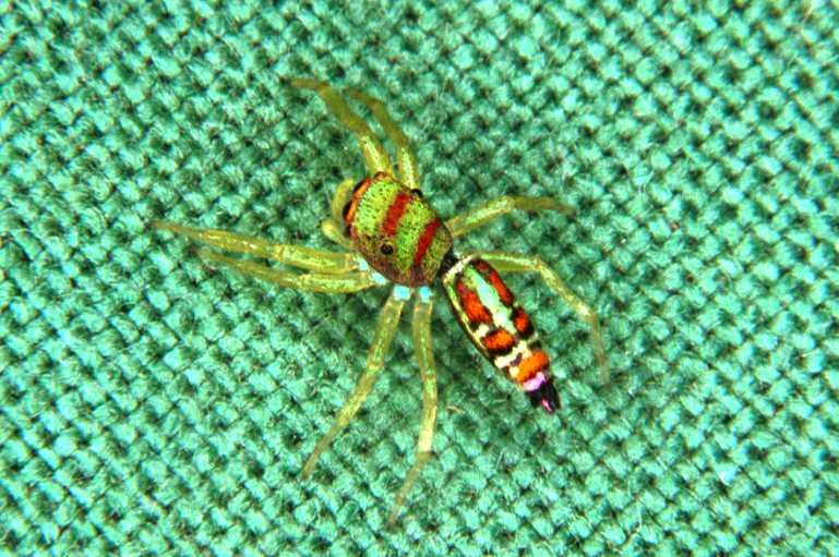 Cosmophasis_micarioides_RF0490_Z_81_Daintree-Giru_Australie.jpg