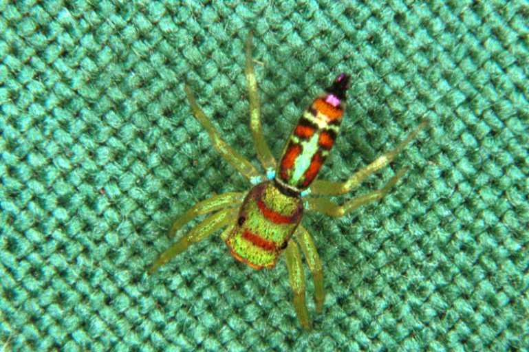Cosmophasis_micarioides_RF0491_O_78_Daintree-Giru_Australie.jpg