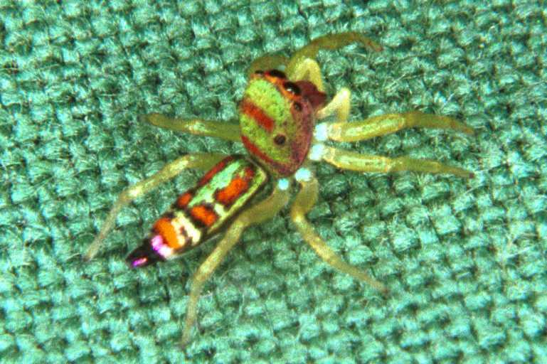 Cosmophasis_micarioides_RF0492_O_77_Daintree-Giru_Australie.jpg