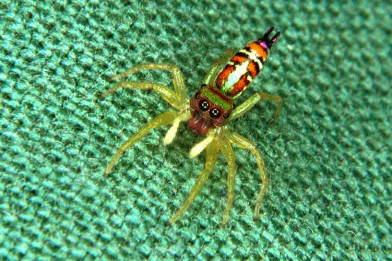 Cosmophasis_micarioides_RF0493_O_81_Daintree-Giru_Australie.jpg
