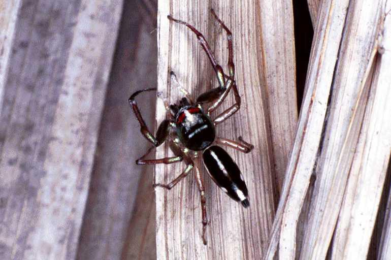 Cosmophasis_thalassina_F0630_Z_75_Collinsville_Australie.jpg