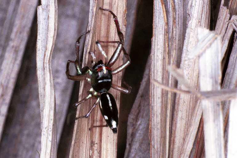 Cosmophasis_thalassina_F0631_Z_82_Collinsville_Australie.jpg