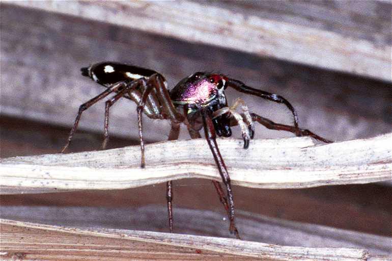 Cosmophasis_thalassina_F0632_Z_87_Collinsville_Australie.jpg