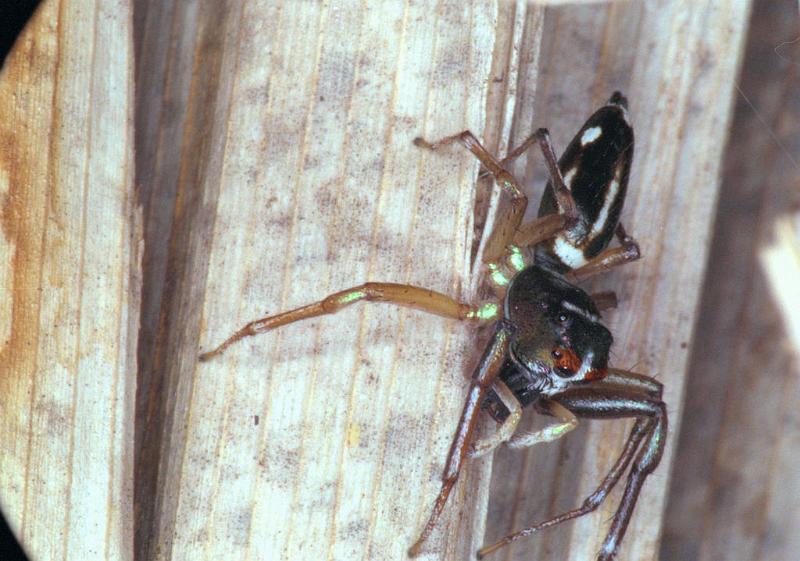 Cosmophasis_thalassina_F0633_Z_87_Collinsville_Australie.jpg