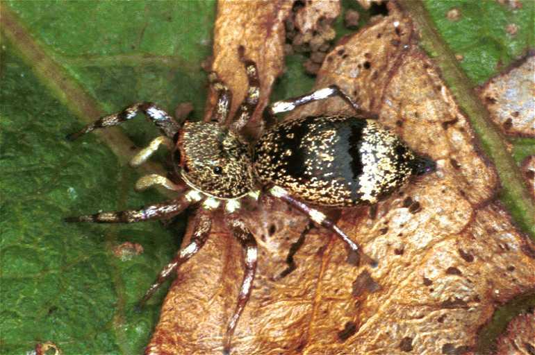 Cytaea_ZZ036_F0715_Z_87_Giru_Australie.jpg