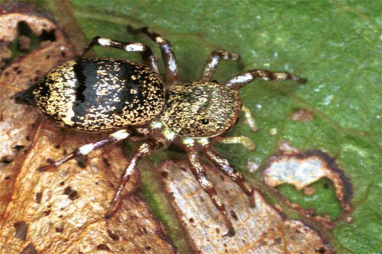 Cytaea_ZZ036_F0716_Z_87_Giru_Australie.jpg