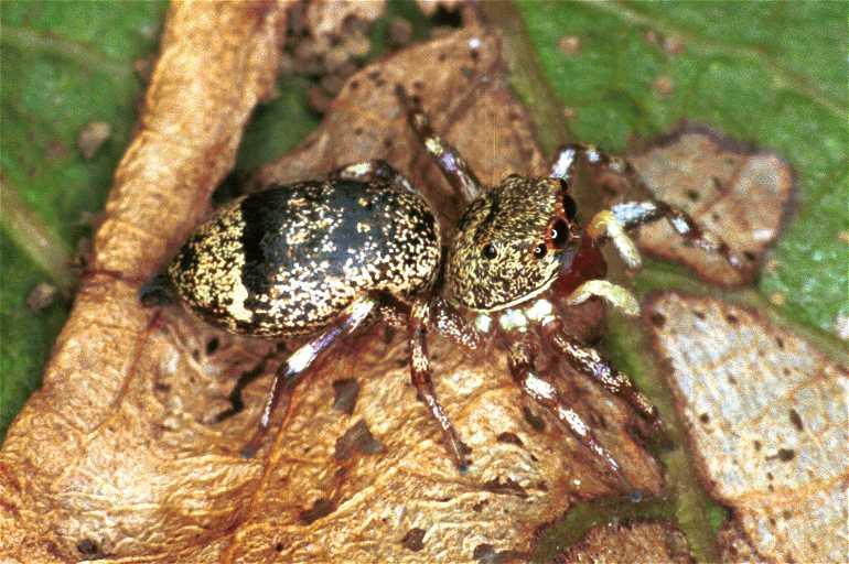 Cytaea_ZZ036_F0717_Z_90_Giru_Australie.jpg