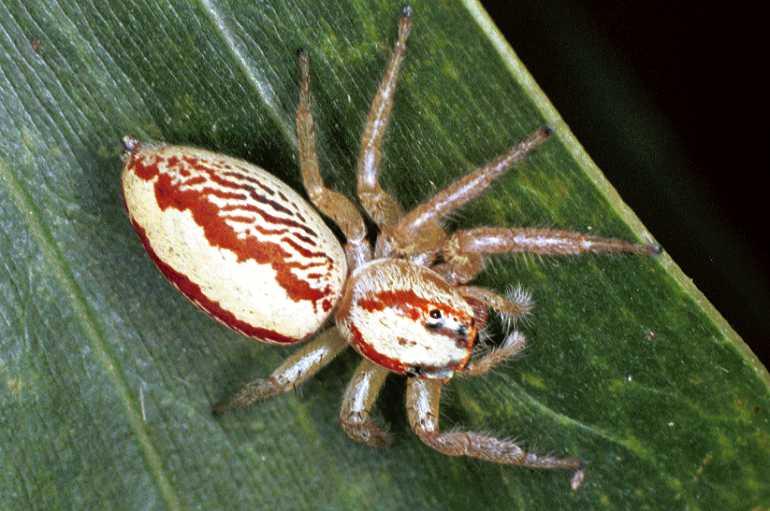 Cytaea_severa_F0676_O_80_Giru_Australie.jpg