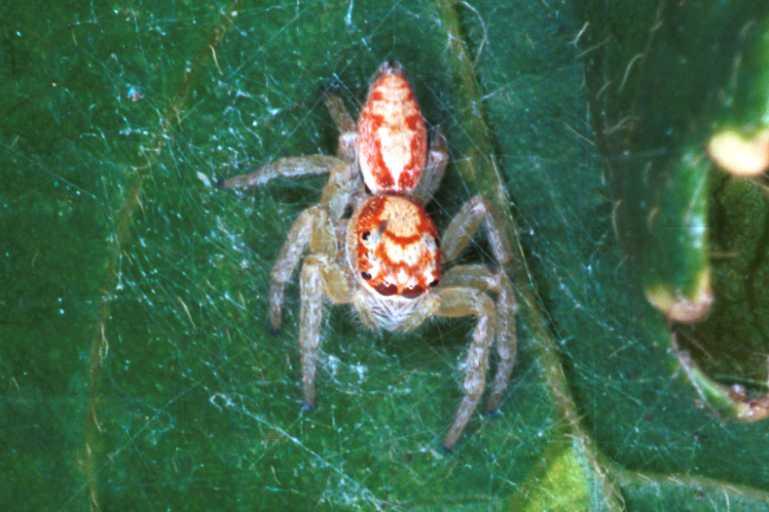 Cytaea_severa_RF0240_Z_76_Emerald-Clermont_Australie.jpg