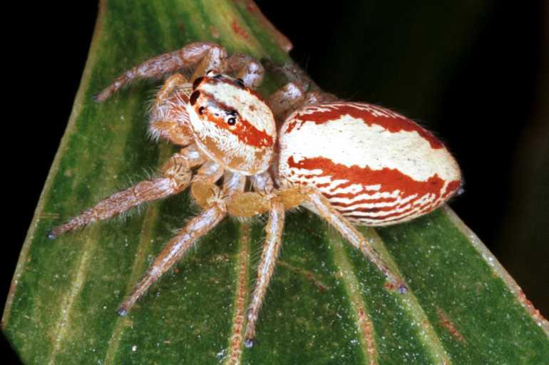Cytaea_severa_RF0308_O_85_Giru_Australie.jpg