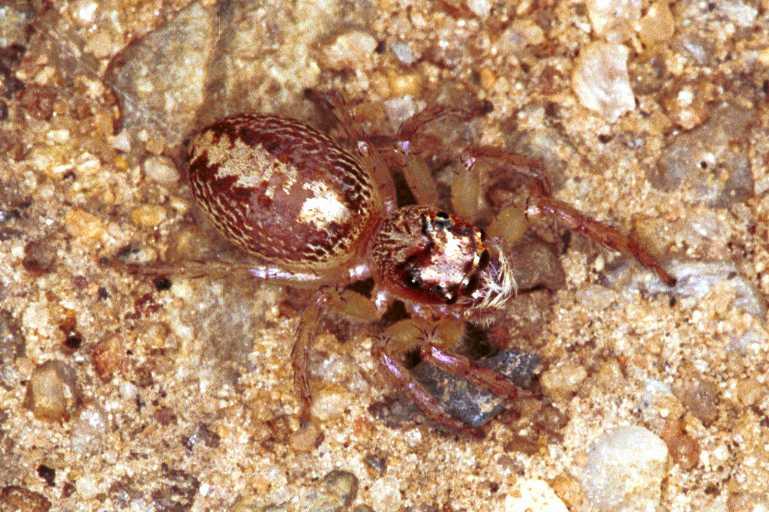 Cytaea_xanthopus_RF0464_O_75_Daintree-Giru_Australie.jpg