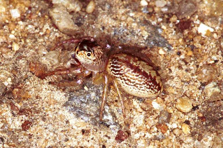 Cytaea_xanthopus_RF0465_O_82_Daintree-Giru_Australie.jpg