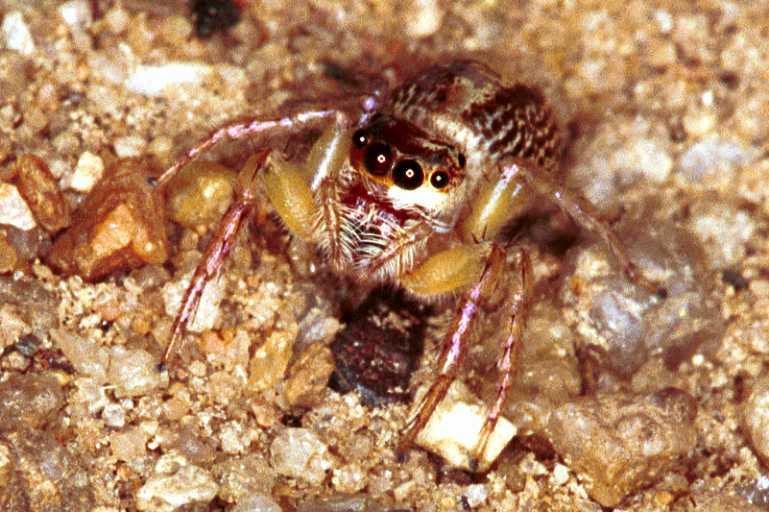 Cytaea_xanthopus_RF0466_O_83_Daintree-Giru_Australie.jpg