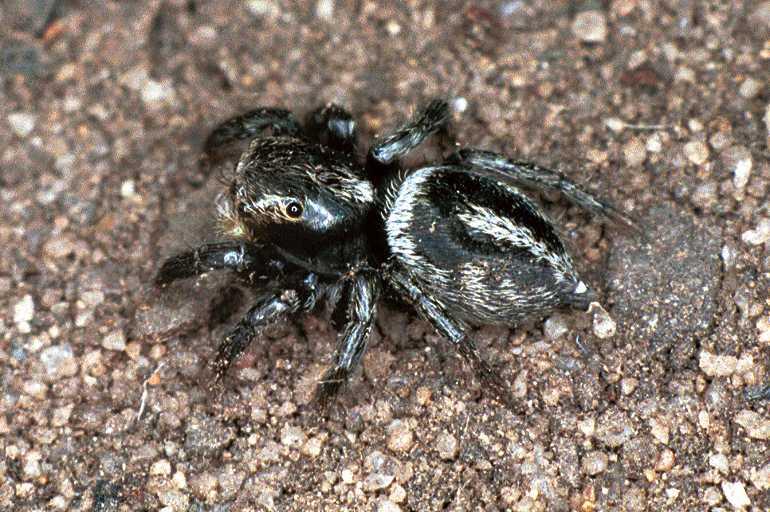 Euryattus_ZZ030_F0589_Z_93_Carnavon_Australie.jpg