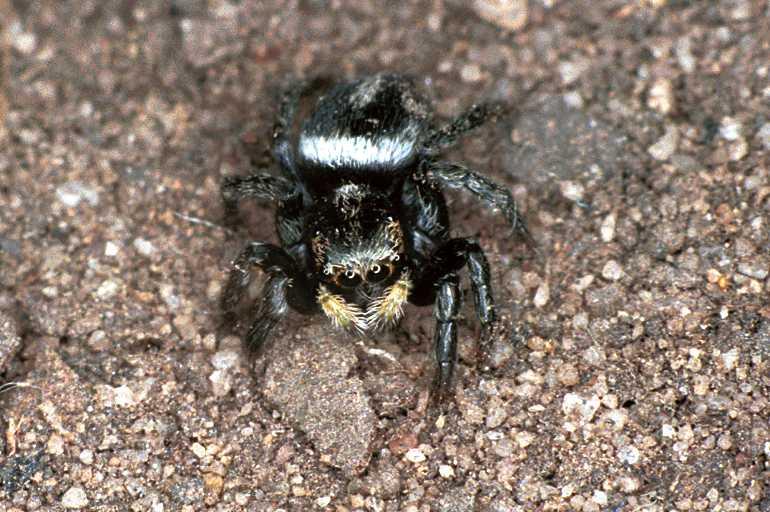 Euryattus_ZZ030_F0590_Z_88_Carnavon_Australie.jpg