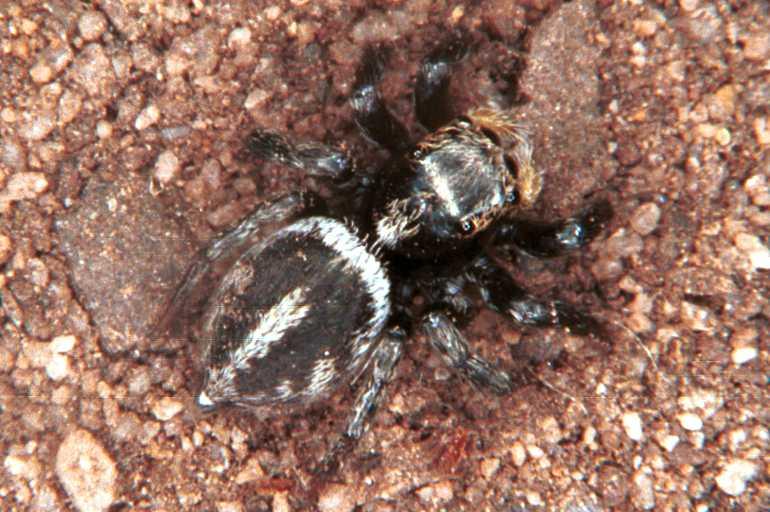 Euryattus_ZZ030_RF0195_O_82_Carnavon_Australie.jpg