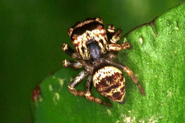 Euryattus_bleekeri_RF0460_O_75_Daintree-Giru_Australie.jpg