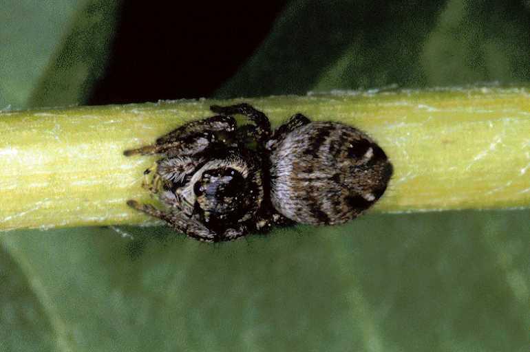 Evarcha_arcuata_P0489_Z_90_-_Frankrijk.jpg