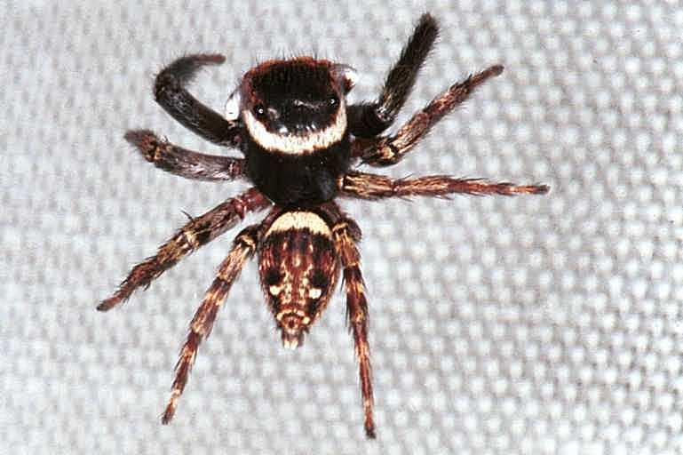 Hasarius_adansoni_RF0133_O_78_Brisbane_Australie.jpg