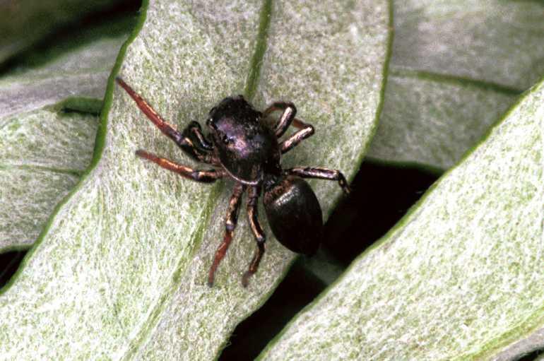 Heliophanus_cupreus_F1122_Z_82_Vernet-les-Bains_Frankrijk.jpg