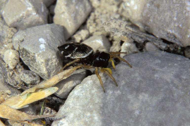 Heliophanus_cupreus_P0427_Z_83_-_Frankrijk.jpg