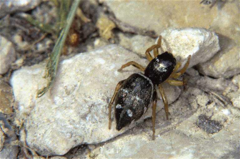 Heliophanus_cupreus_P0428_Z_82_-_Frankrijk.jpg