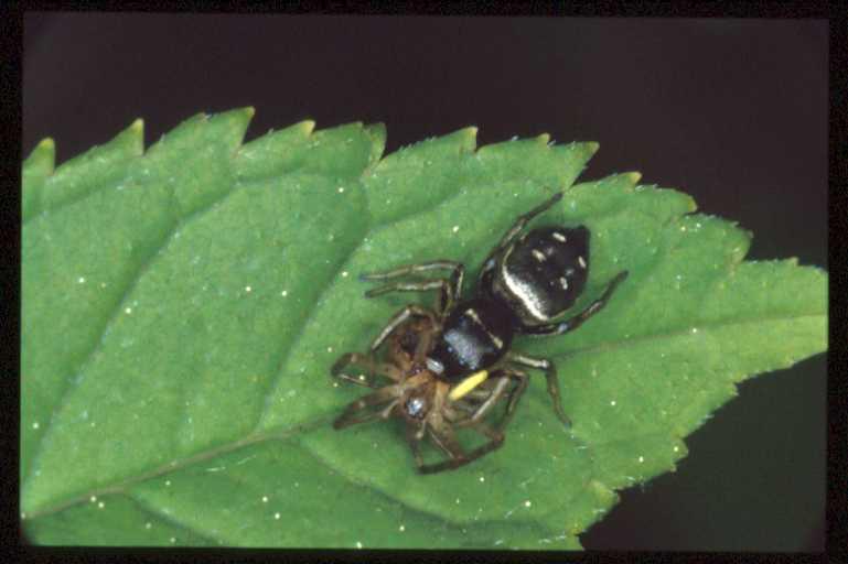 Heliophanus_cupreus_RP0304_Z_80_-_Frankrijk.jpg
