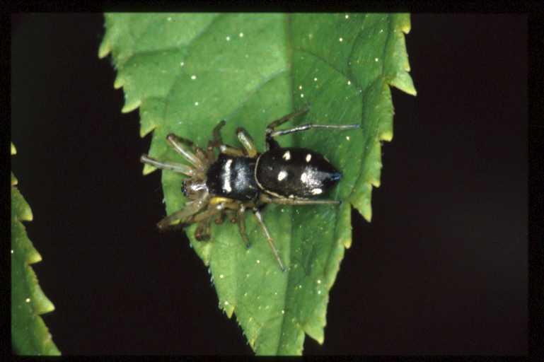 Heliophanus_cupreus_RP0305_Z_80_-_Frankrijk.jpg