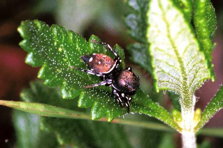 Heliophanus_kochii_F0999_Z_75_Viols-en-Laval_Frankrijk.jpg