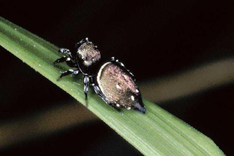 Heliophanus_kochii_P0442_Z_85_-_Frankrijk.jpg